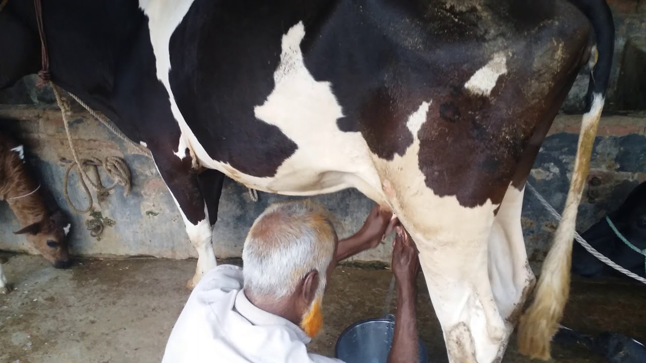 গোয়ালা বাংলাদেশের পেশাজীবী