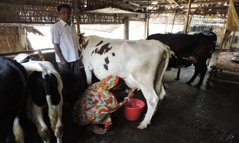 গোয়ালা বাংলাদেশের পেশাজীবী