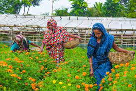 মালিনী বাংলাদেশের পেশাজীবী