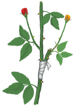 স্কিল কোর্স ২: গ্রাফটিং বা জোড়কলম