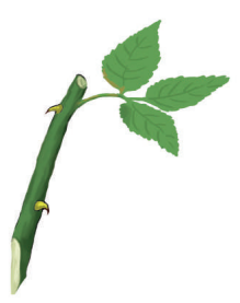 স্কিল কোর্স ২: গ্রাফটিং বা জোড়কলম