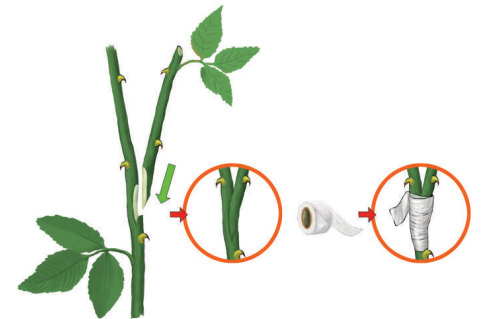 স্কিল কোর্স ২: গ্রাফটিং বা জোড়কলম