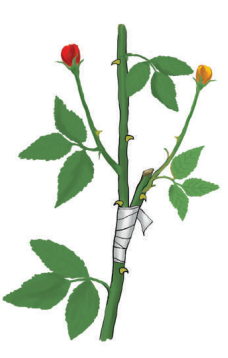 স্কিল কোর্স ২: গ্রাফটিং বা জোড়কলম